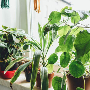 Kako rešiti problem izduženih sobnih biljaka? Ovih 5 saveta stručnjaka daju magične rezultate