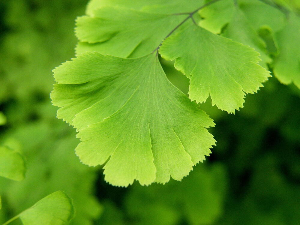 Ljupki listovi venerine vlasi