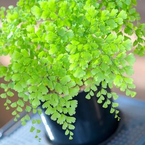 Voli tamu, pa uspeva čak i u kupatilu! Venerina vlas je najlepša kućna paprat, a koristila se i u narodnoj medicini