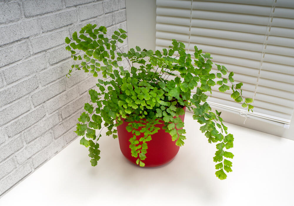 Venerina vlas u saksiji