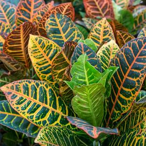 Pretvara dom u urbanu džunglu i svaki list joj je drugačiji: Kroton se gaji lako, a jedan savet stručnjaka je najvažniji