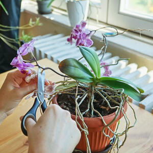 Šta raditi sa orhidejom nakon što cvetovi uvenu? Ako želite da cveta kao luda, poslušajte ove korisne savete