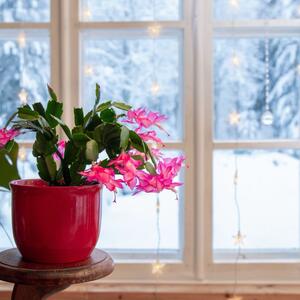 Božićni kaktus će tako brzo propasti: Jedna stvar koju nikako ne smete da radite u januaru