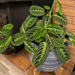 Sve što treba da znate o nezi marante! Neki je zovu "molitvena biljka", neki "paunovo pero", a svi se slažu &ndash; PRELEPA JE