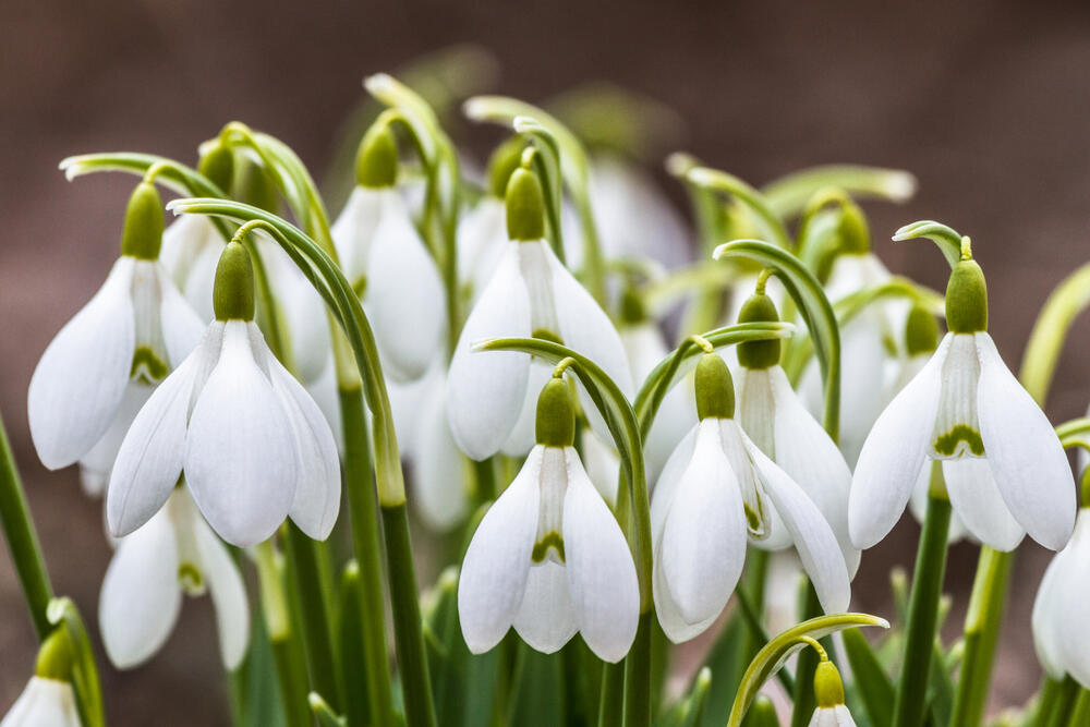 Saveti za negu visibaba