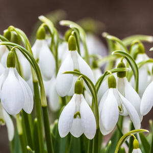 Mlečno cveće koje najavljuje novi početak: Kako posaditi visibabe sada i uživati u predivnim laticama na proleće?