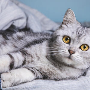 Nezahtevne su, umiljate & izuzetno privržene: Veterinar otkrio 5 najboljih rasa mačaka za početnike