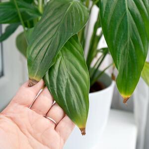 5 razloga zašto listovi vaše sobne biljke postaju smeđi tokom zime + korisni saveti šta da radite