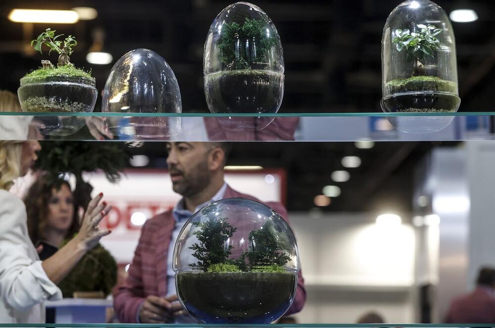 KOKEDAMA JE VRSTA UMETNOSTI UZGAJANJA BILJAKA BEZ ZEMLJE