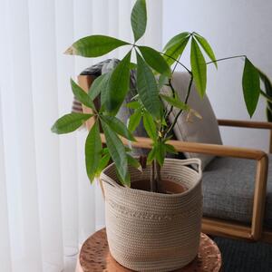 Kako orezati drvo novca da bude još lepše, snažnije i zdravije? Saveti za negu predivne biljke koja privlači obilje