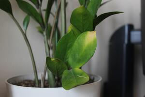 Šta raditi sa zamijom kad joj listovi požute? Ako želite da spasite biljku, evo koje korake treba da preduzmete