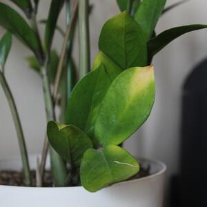 Šta raditi sa zamijom kad što joj listovi požute? Ako želite da spasite biljku, evo koje korake treba da preduzmete