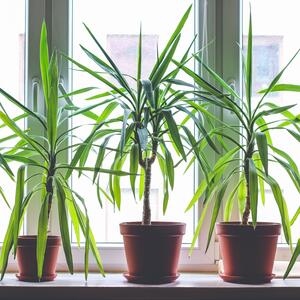 Ako stoji na pravom mestu, privlači novac i uspeh: ŽENSKI ZMAJ je biljka koja ne traži mnogo pažnje, a veličanstvena je