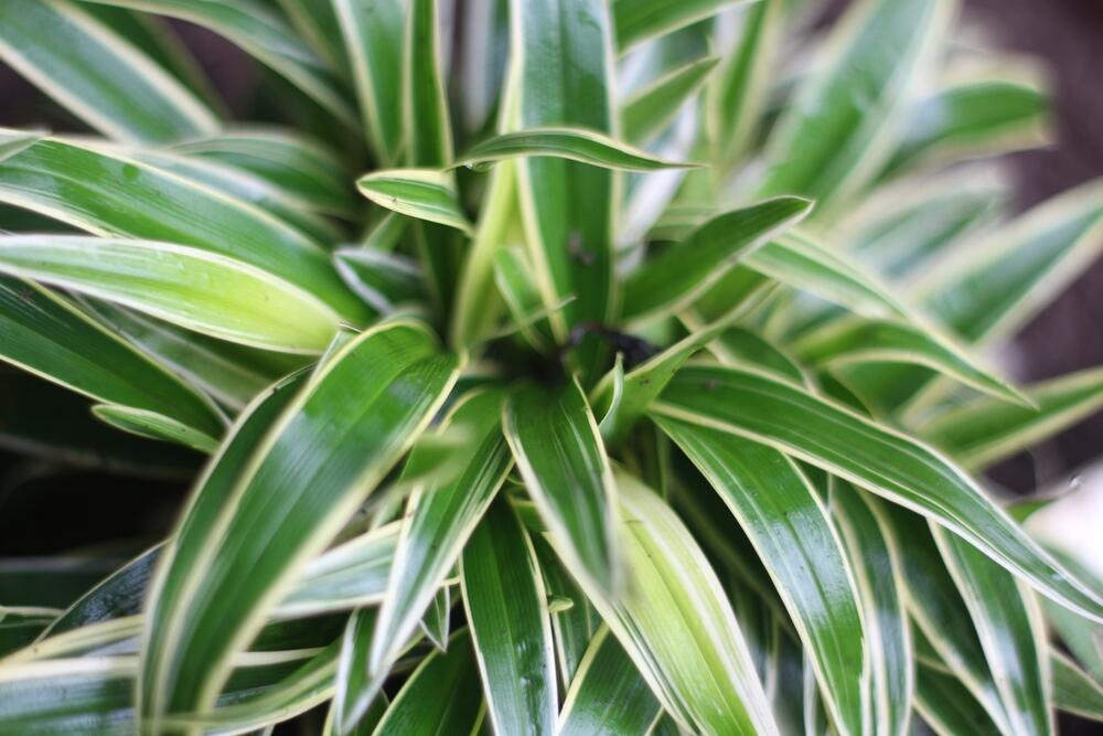 Zeleni listovi dracene