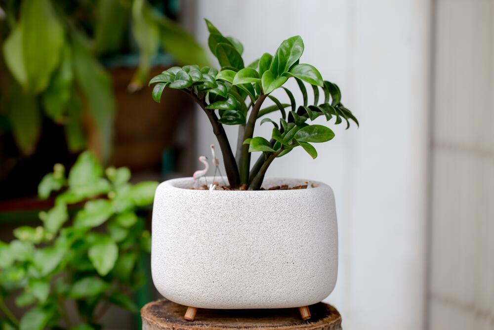 4 najbolja mesta gde treba da stavite zamiju da bi privukla novac