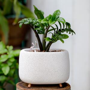 Gde treba da stoji zamija da bi privukla novac i obilje? 4 najbolja mesta za nezahtevnu biljku koja će ukrasiti vaš dom