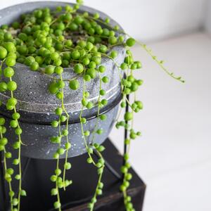 Brojanica će godinama biti najlepši ukras vašeg doma ako znate šta joj treba! Zahteva minimum pažnje i idealan je poklon