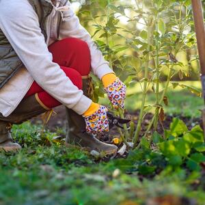 5 stvari koje treba da uradite SADA da biste imali predivan vrt na proleće: Evo kako da pripremite baštu za novu sezonu