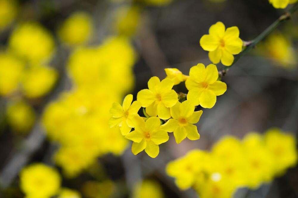 Kako se neguje zimski jasmin?