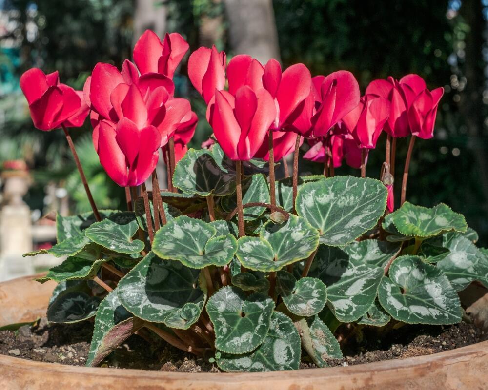 Kako se pravilno neguje ciklama?