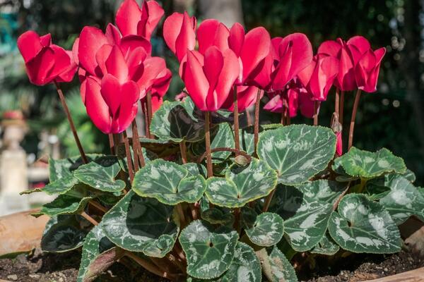 3 greške zbog kojih vam ciklama ne uspeva! Ako želite da vas kraljica zime obraduje predivnim cvetovima, obratite pažnju