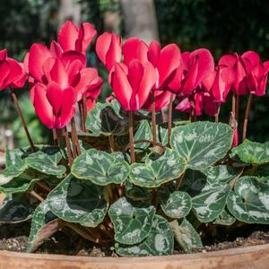 3 greške zbog kojih vam ciklama ne uspeva! Ako želite da vas kraljica zime obraduje predivnim cvetovima, obratite pažnju