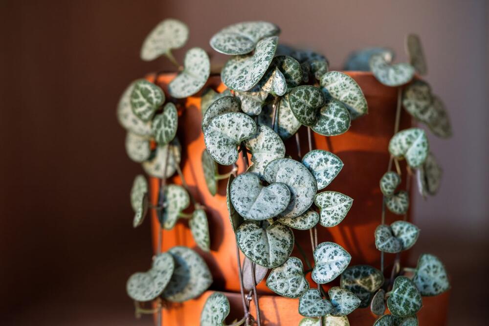 Kako se neguje biljka niz srca?