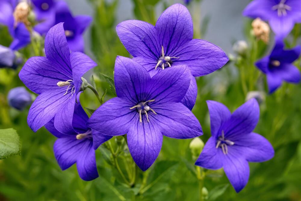 foto: Shutterstock/Digitalphaser