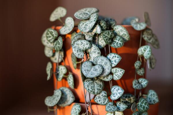 Koja je idealna kućna biljka za vaš horoskopski znak? Nekom drvo novca donosi obilje, drugom spatifilum pruža harmoniju