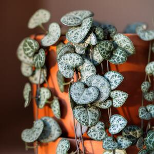 Koja je idealna kućna biljka za vaš horoskopski znak? Nekom drvo novca donosi obilje, drugom spatifilum pruža harmoniju