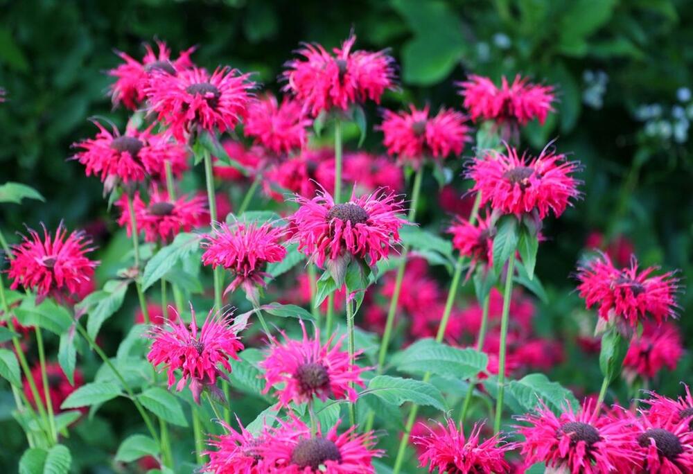 MONARDA JE OTPORNIJA I LEPŠA OD PETUNIJA 