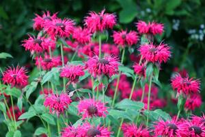 Cveta kao luda, a miris - pokupiće pčele i iz komšijine bašte: Zaboravite na petunije, ovo je nova kraljica vaše bašte