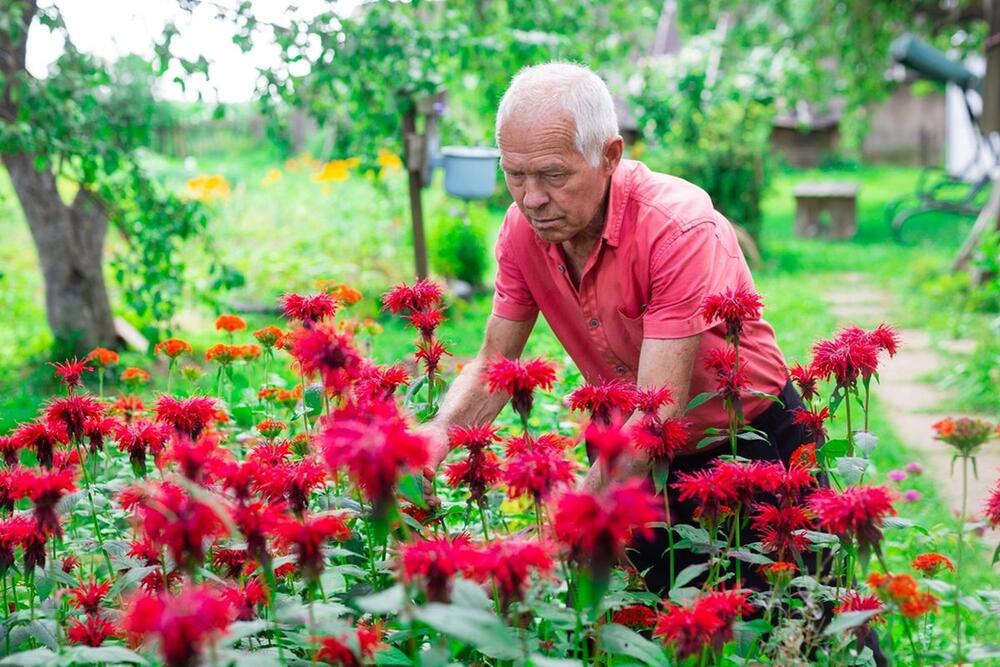 MONARDA  CVETA PRELEPIM CVETOVIMA I MIRIŠE KAO LUDA 