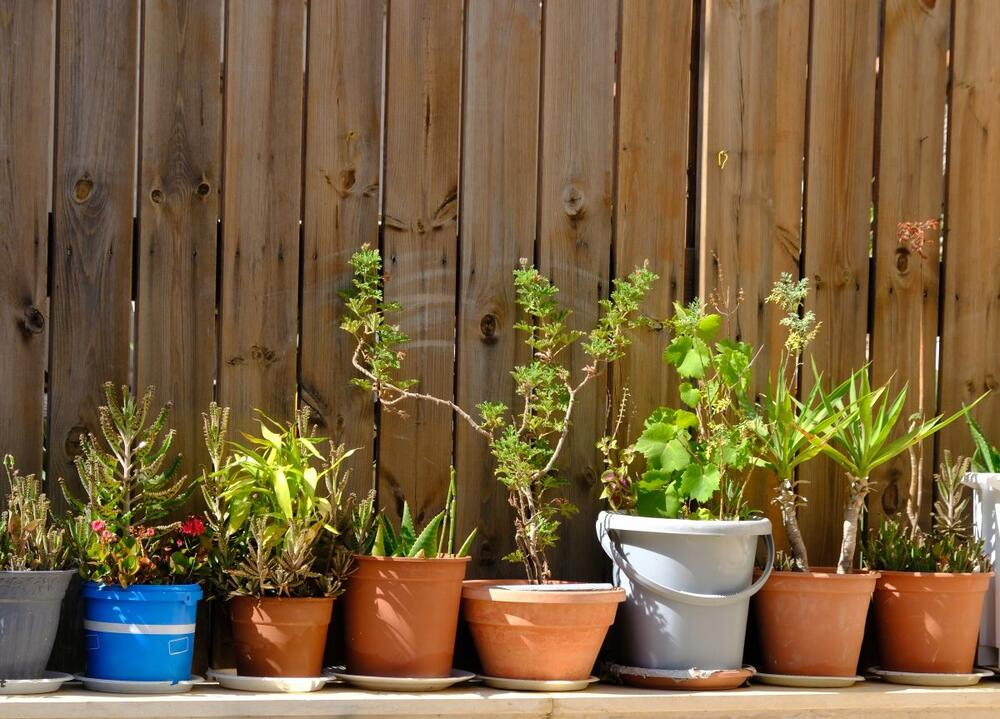 foto: Shutterstock/Olga Mazo