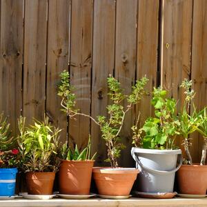 4 biljke koje nikada ne bi trebalo da sadite u saksiju od terakote: Vredni saveti stručnjaka o baštovanstvu