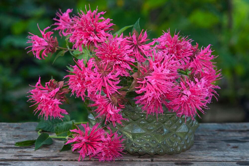 MONARDA JE PRAVA KRALJICA SVAKE BAŠTE 