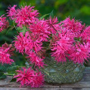 Stanica za leptire, pčele, srpske kolibrije: Najlepša biljka za baštu traje 5 godina, a donosi ekploziju mirisa i boja