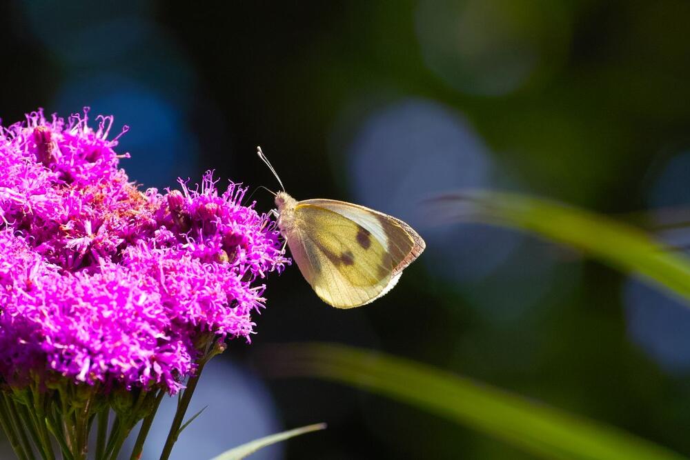 Gvozdeni leptir je tokom zime savršena hrana za leptire i kolibrije