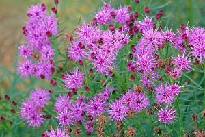 Nega biljke koja je neobično ime dobila po rok bendu: Laka je za održavanje i uspeva maltene u svim uslovima