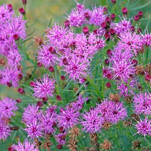 Nega biljke koja je neobično ime dobila po rok bendu: Laka je za održavanje i uspeva maltene u svim uslovima