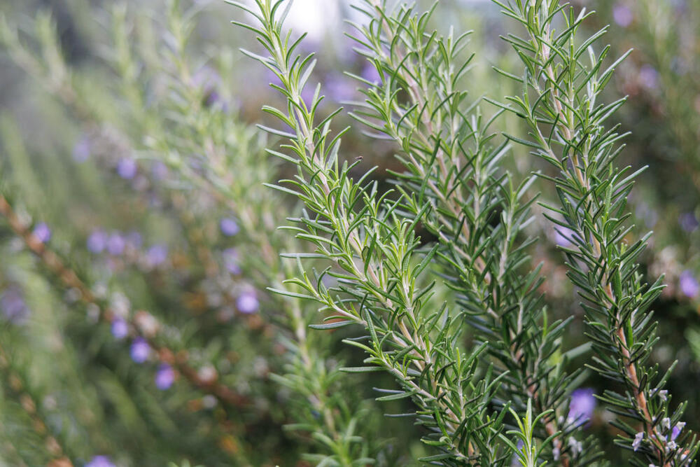 foto: Shutterstock/evgeeenius