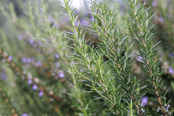 25 najboljih biljaka koje treba da posadite pored RUZMARINA + 5 koje su najgori izbor za ovu biljku