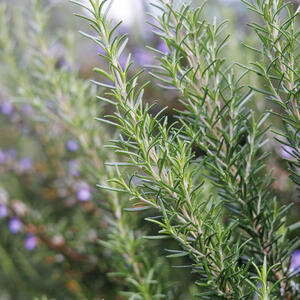 25 najboljih biljaka koje treba da posadite pored RUZMARINA + 5 koje su najgori izbor za ovu biljku