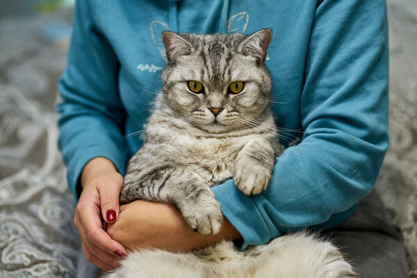 Kako pravilno odrediti starost mačke (čak i ako ne znate kad je tačno rođena)? Veterinari dali 4 jasne smernice