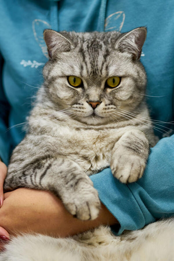 Kako pravilno odrediti starost mačke (čak i ako ne znate kad je tačno rođena)? Veterinari dali 4 jasne smernice