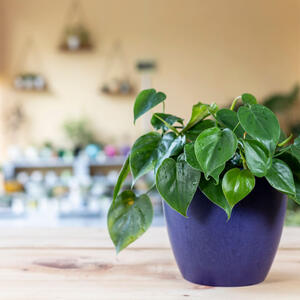 Gde (ne) treba da stoji filodendron da bi privukao ljubav? 3 najbolja mesta za biljku predivnih listova