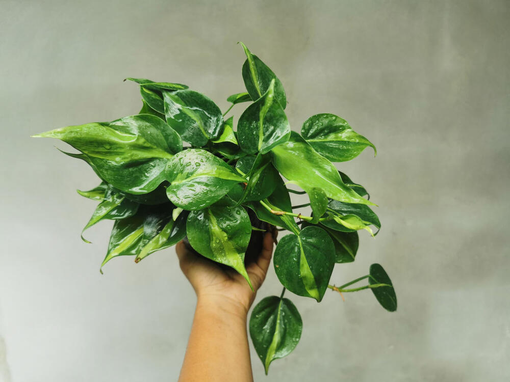 Filodendron, Filodendron srčanog lista, Srcoliki filodendron