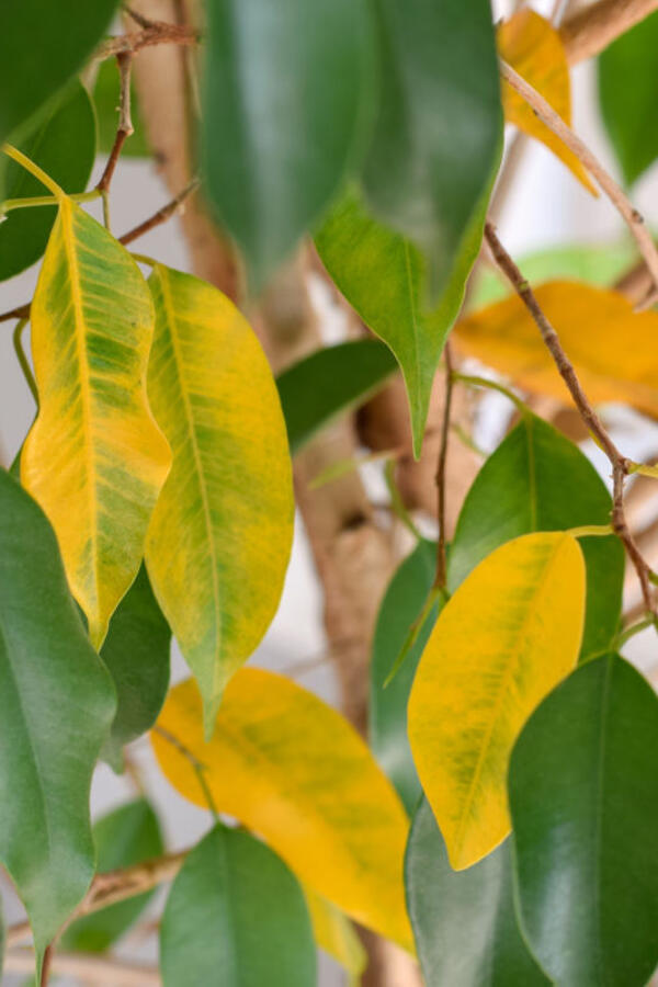 Šta raditi sa fikusom kad mu listovi požute? Evo šta treba da preduzmete ako želite da spasite biljku