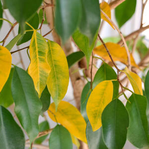 Šta raditi sa fikusom kad mu listovi požute? Evo šta treba da preduzmete ako želite da spasite biljku