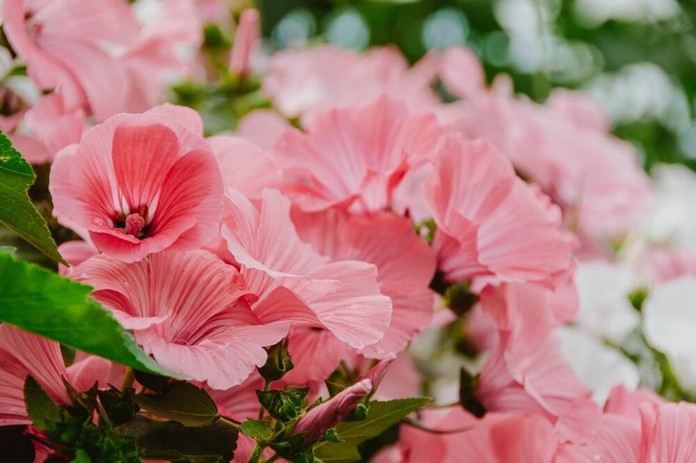 foto: Shutterstock / AMV_80